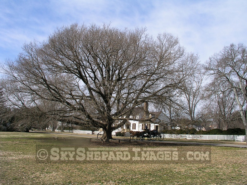 Jamestown_Oak.jpg