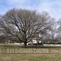Jamestown Oak