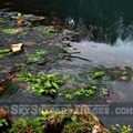 Rapids in Meramec Springs Creek