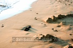 Footsteps and Stones on the Beach