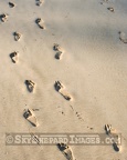 Footsteps in the Sand