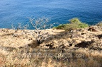 Hawiian Tree Skeletons on Road to Hana