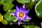 Lily Pad Bloom