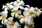 Plumeria Blossom Cluster