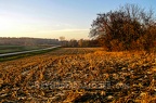 Cornfield with Sunset Light After Harvest