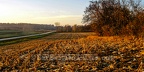 Cornfield with Sunset Light After Harvest Wide