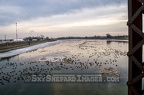 Bridge View of Resting Geese