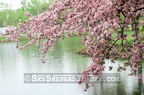 Ottumwa Crab Apple Blossoms Pond
