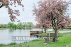 Ottumwa Fishing Dock Crab Apple Blossoms