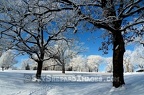 Ottumwa Park Trees