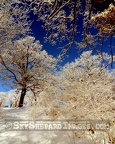 Ottumwa Park Trees after Snowstorm