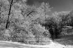 Ottumwa Park Woodland in Winter