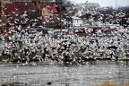 Seagulls-on-the-Des-Moines-River-in-Ottumwa