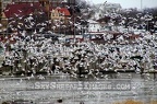 Seagulls on the Des Moines River in Ottumwa