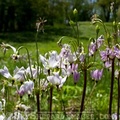 Cluster of Shooting Star