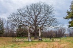 Grand Old Prairie Oak at Rochester Cemetery