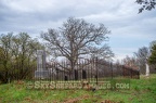 Iron Fence and Prairie Oak