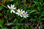 Lily White Bloodroot Blooms