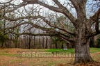 Moss Covered Oak Guards Headstones