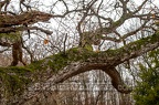 Moss Covered Praire Oak