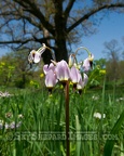 Pink Shooting Star at Rochester Cemetery