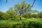 Prairie Oak at Rochester Cemetery