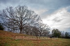 Prairie Oaks on Hilltops in Rochester Cemetery