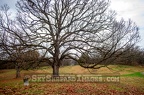 Rochester Cemetery Prairie Oak