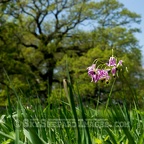 Rochester Prairie Oak and Shooting Star