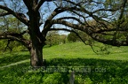 Spring View at Rochester Cemetery