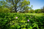 Wild Geraniums at Rochester Cemetery