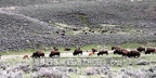 Buffalo Family Grazing