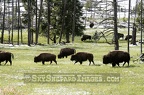 Buffalo Grazing in Snowy Pasture