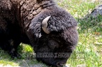 Buffalo Head Close-up