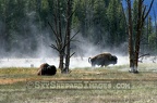 Buffalo Steamy Grazing