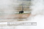 Buffalo in Steamy range