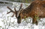 Elk at Yellowstone