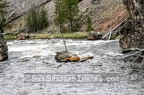 Island in Yellowstone River