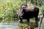 Moose Drinking at Yellowstone