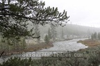 Snow Storm in Yellowstone