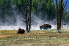 Two Buffalo Steamy Grazing