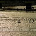 Families Fishing